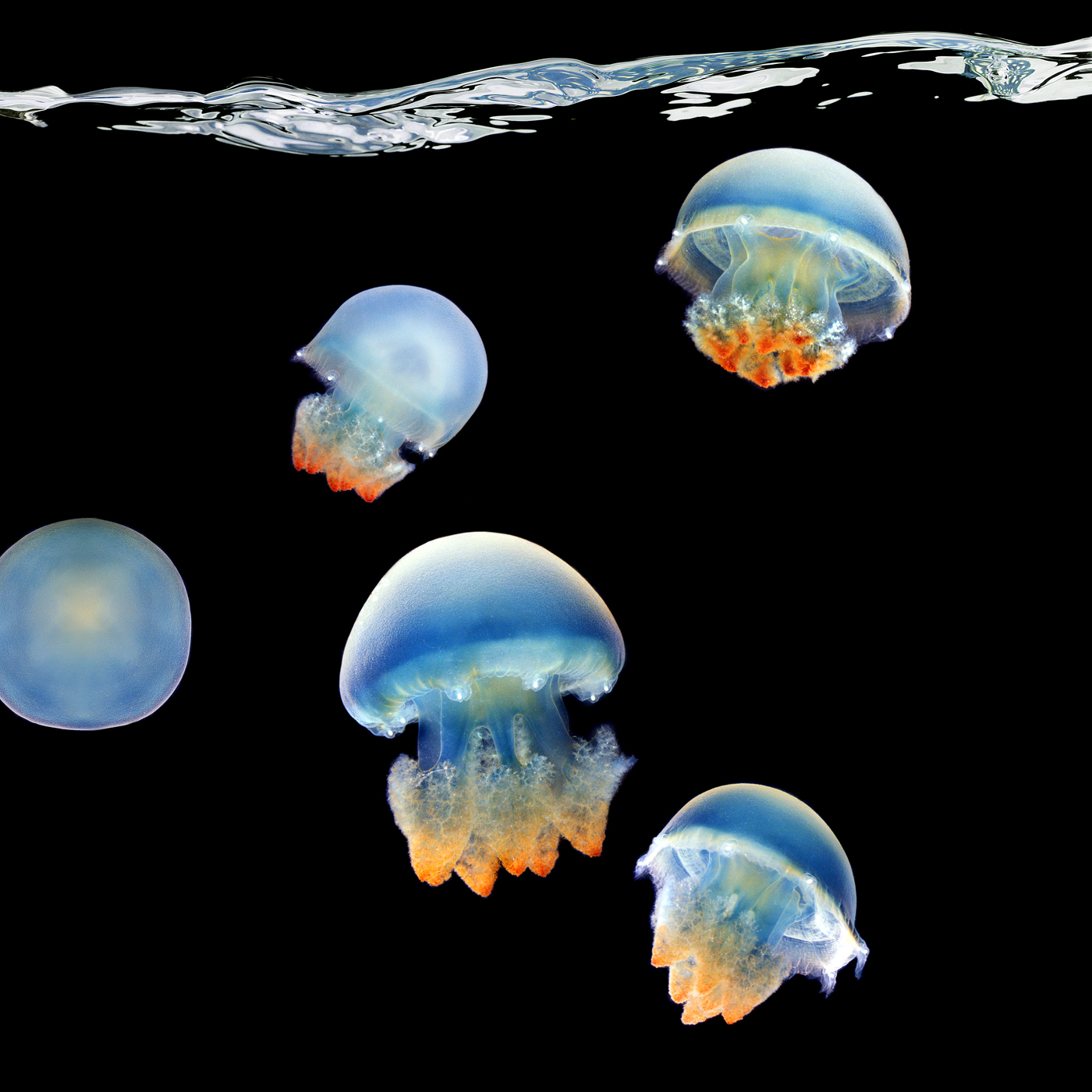 Blue Blubber Jellyfish copy
