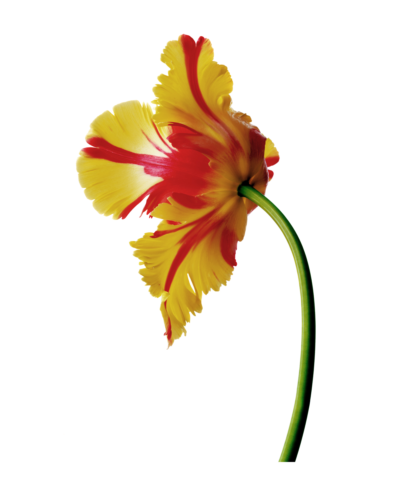 Flaming Parrot Tulip copy