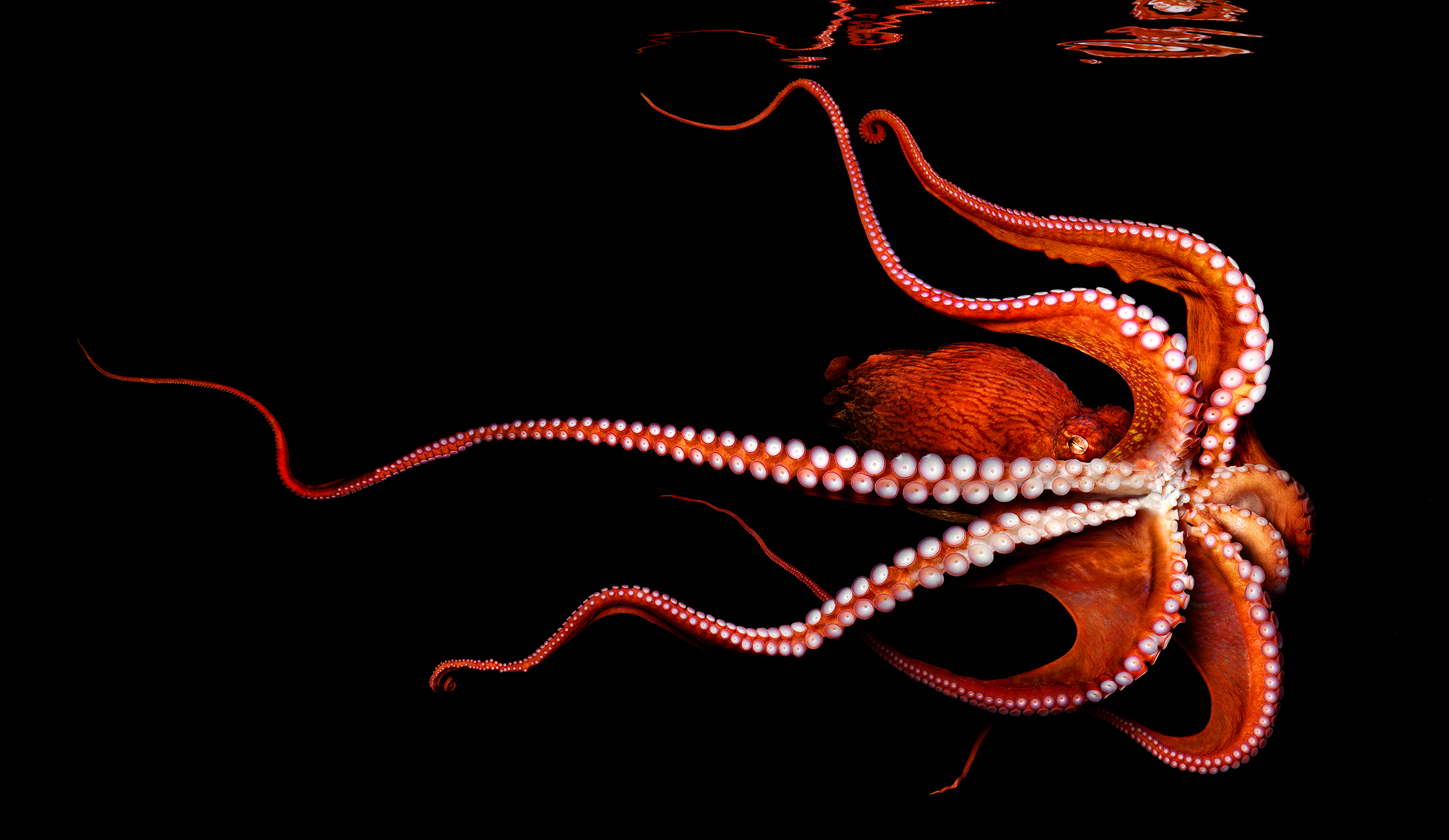 North Pacific Giant Octopus copy