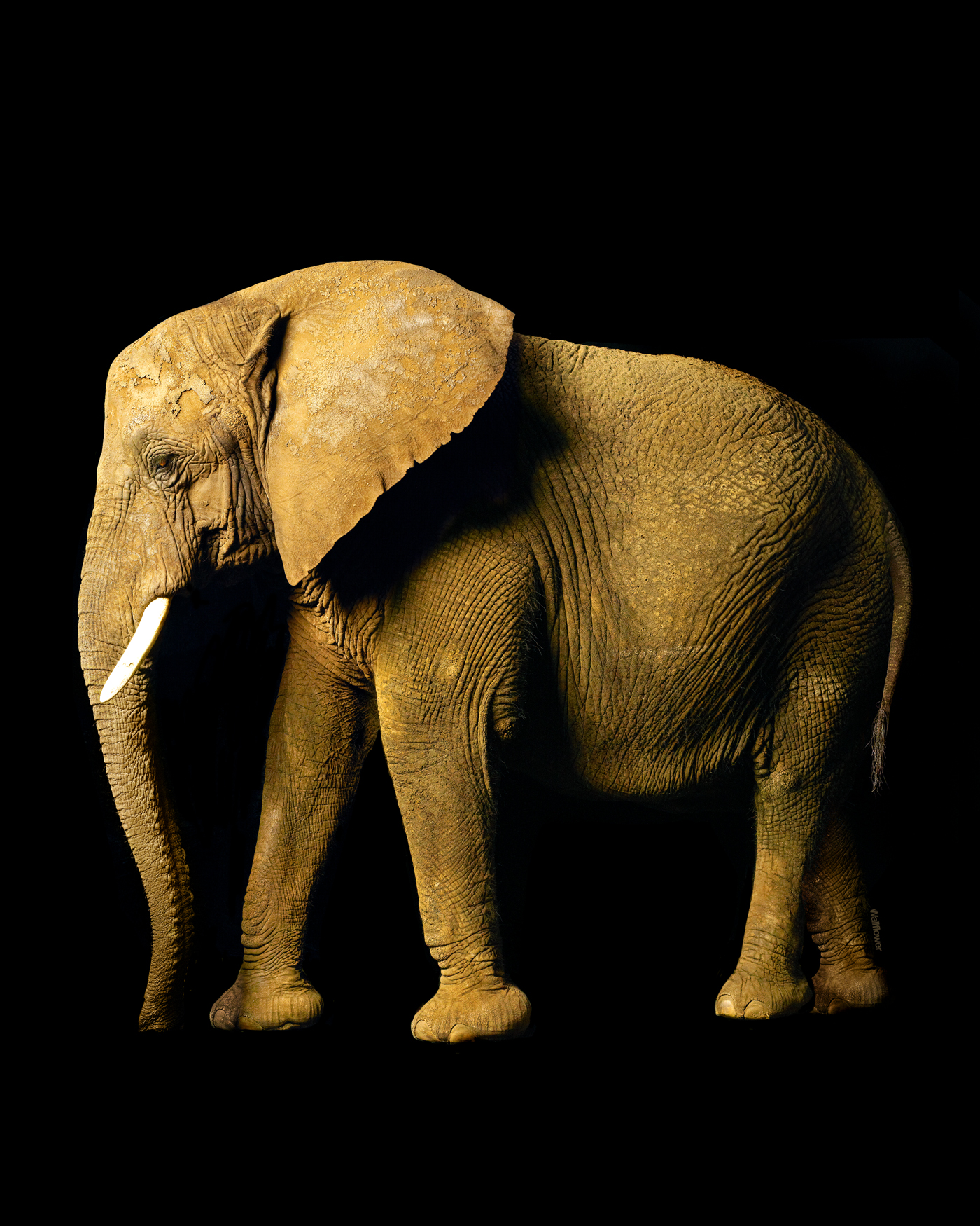 WF Elephant copy