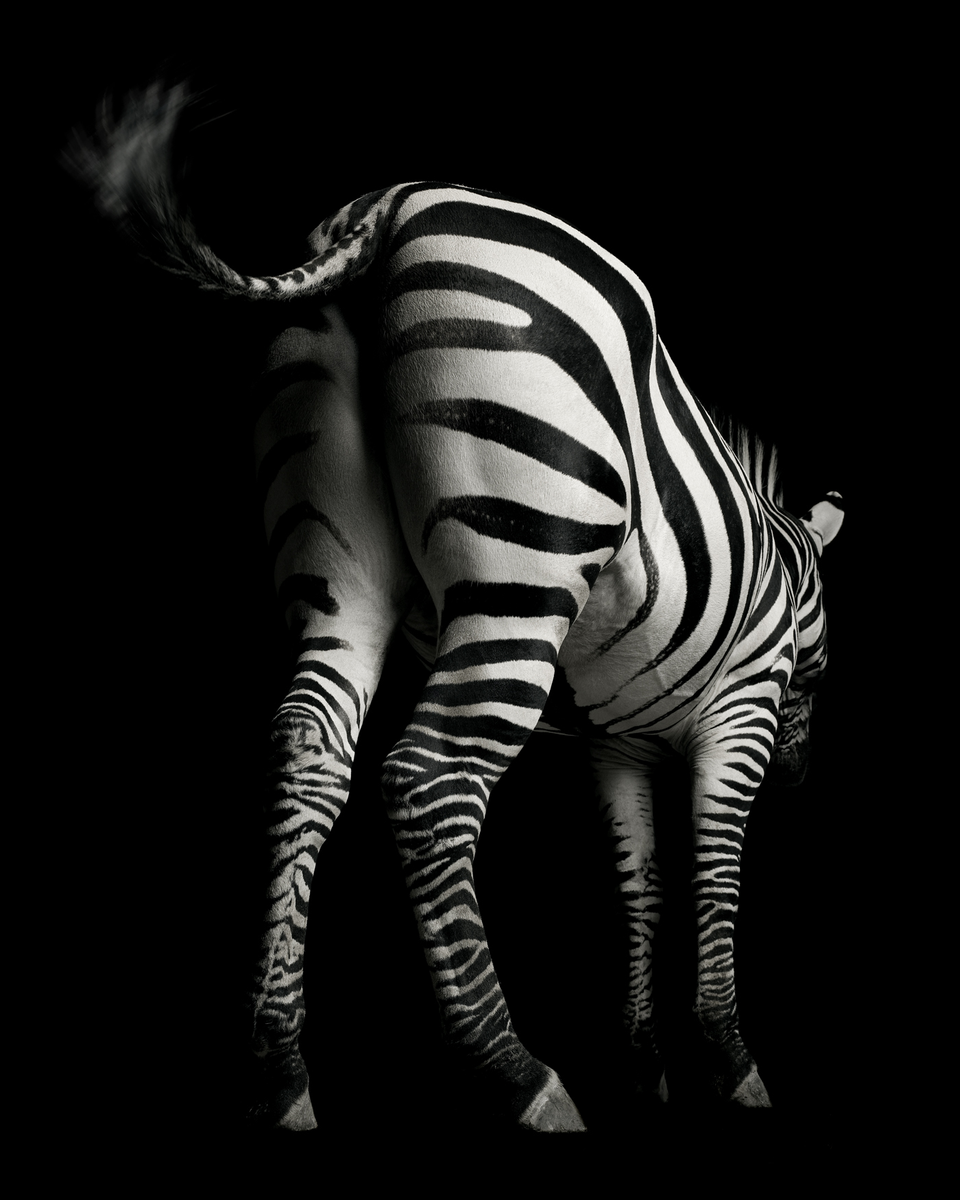WF Zebra copy