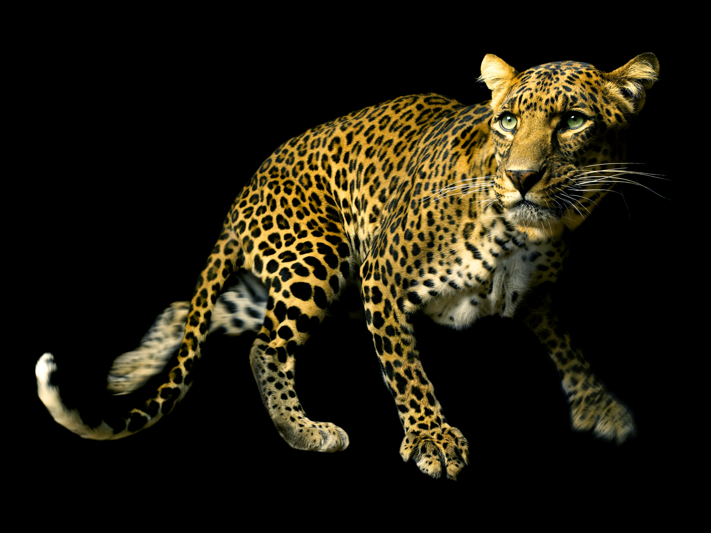 leopard copy